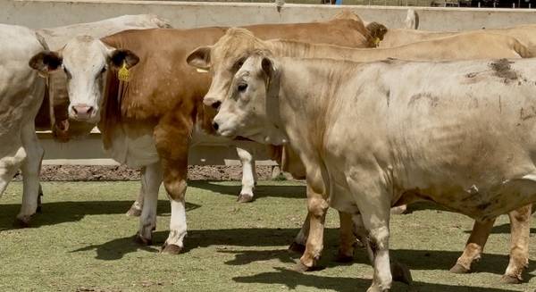 Charolais Beefmaster Cross Replacement Heifers 1