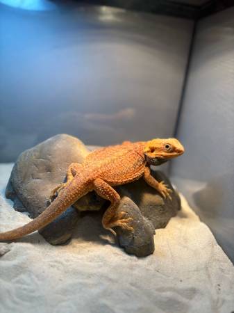 Bearded dragon tank enclsure (Hialeah)63936141637634122
