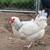 Laying hens 2 thumbnail