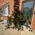 Massive Mature Rubber Tree/Ficus + Large White Planter 3 thumbnail