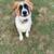 Rehoming Great Pyrenees Mix 6 thumbnail