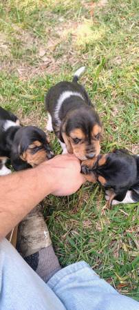 Basset Hound Puppies (Loranger)63904507868034123