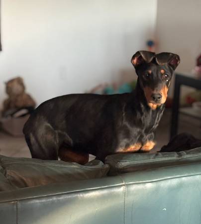 Doberman 1