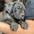 Cane Corso 1 thumbnail