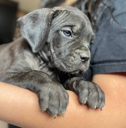 Cane Corso 1