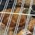 Chickens  young chicks coop ready 24 thumbnail