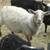 Katahadin/Icelandic ewes 1 thumbnail