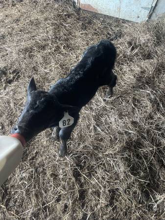 Heifer calf. 1