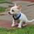Male Chihuahua 2 thumbnail