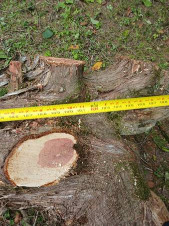 15 foot cedar log 1