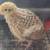 Quail eggs for sale. **Limited Time Only!**  $2.00 per dozen. 3 thumbnail