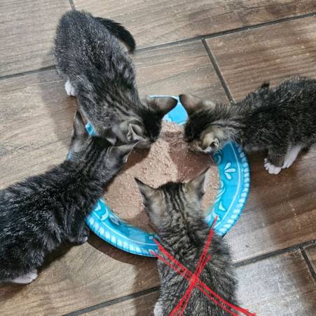 3 kittens (Woodbridge)