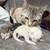 3 kittens ready for forever homes sep 2 2026! 16 thumbnail