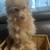 Pom-Terri. Pomeranian 9 thumbnail
