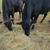 Registered waygu Bulls 2 thumbnail
