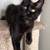Mainecoon kitten 6 thumbnail