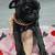 Pug 1 thumbnail