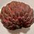 15 Gal Red Sugar Apple Tree (mature has fruit) 3 thumbnail