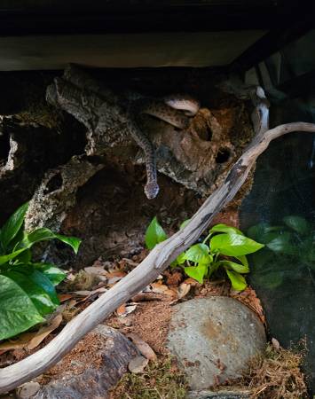 Spotted Python 1