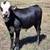 Corriente/Zebu Bull Calf 1 thumbnail