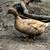 Kahki Campbell Flock 4 thumbnail