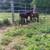 Stud Jack Donkey 1 thumbnail