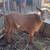 Nigerian Dwarf Goats 4 thumbnail