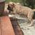 Cane Corso Pups 11 thumbnail