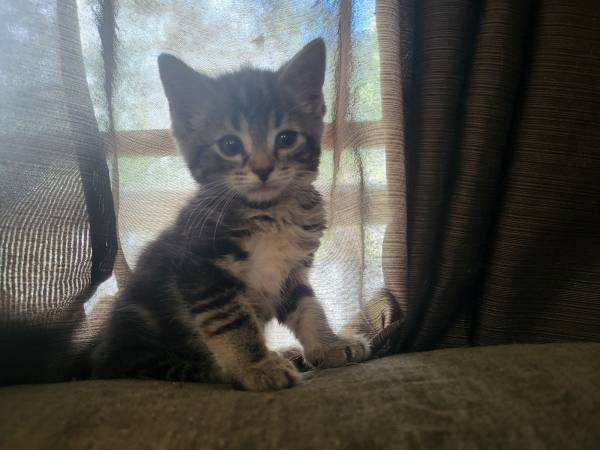 Kittens with mittens (Wakeman)63907990108546124