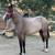2015 AQHA BAY MARE 5 thumbnail