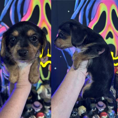 Hembra Dorkie (dachshund/yorkie) (Hazel Green)64151734958337123