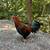Gamefowl 8 thumbnail