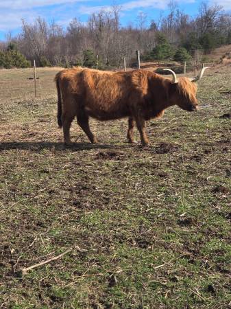 Red Highlander Cow 1