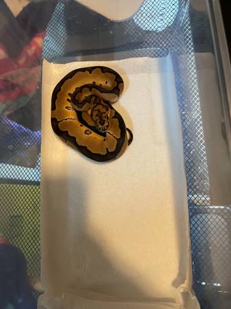 Female Ball Python 1