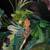 3 crestead geckos and enclosures 3 thumbnail