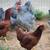 Rooster 2 thumbnail
