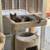 ** Garden/backyard feral cats available for mice patrol** 3 thumbnail