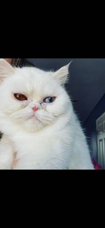 Gata hembra blanca (Madera)63798796540929121