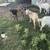 New Zealand kiko buckling goats 6 thumbnail