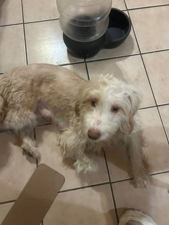 Aussie doodle mom and her 5 puppies 1