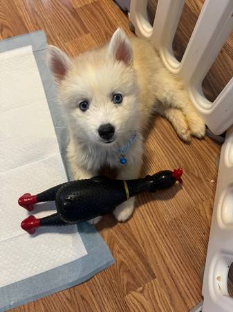 A Loving Home for Balto, an 8-Week-Old Husky Puppy (Belleview)63867305685251121
