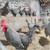 Roosters/hens 4 thumbnail