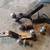 trailer hitches receivers, trailer balls 2 thumbnail