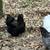 Barnyard Mix Orpington Chickens For Sale 3 thumbnail