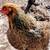 Brahma chicks-mottled, porcelain, blue salmon, lemon pyle, Isabel 22 thumbnail