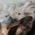 10 Week old rabbits 1 thumbnail