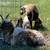 Proven Katahdin Ram +/- flock 12 thumbnail