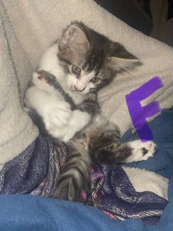 Female kitten (Tucson)528369025297960964