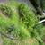 Fall Cleanup, Plantings, Maintenance 3 thumbnail