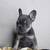 Bulldog Frances hembras 4 thumbnail